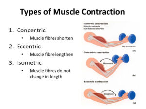 muscle soreness growth