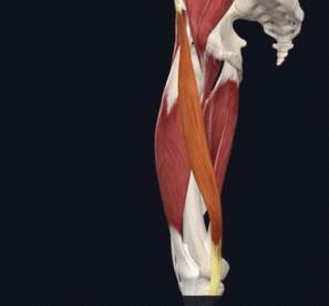 Anatomical animation of Hip Flexion